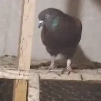 کفتر کبوتر