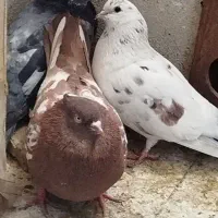 کفتر نرو ماده با جفت و ۱عدد کفتر نر|پرنده|پاکدشت, پاکدشت (مامازند)|دیوار