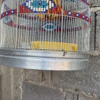 معاوضه با  مرغ گلین