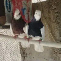 ۲۰ عدد رنگی آس