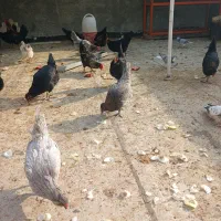 تخمه مرغ نطفه دار گلین لری|حیوانات مزرعه|اصفهان, گرکان|دیوار