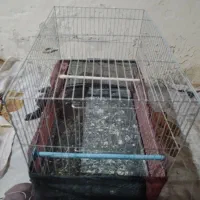 قفس قناری سالم و تمیز و یدونه عروس نیمه اهلی
