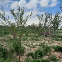 ۵۰۰متر باغ اماده