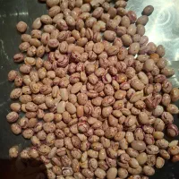 لوبیا چیتی سرحد