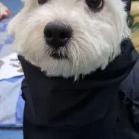 سگ شیتزو|سگ|دزفول, |دیوار