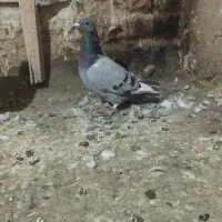 کبوتر سبز و ابلغ|پرنده|تربت‌حیدریه, یحیی آباد|دیوار