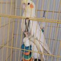 عروس هلندی|پرنده|پردیس, فاز ۸|دیوار