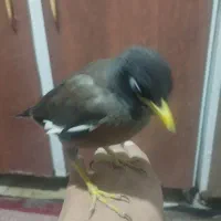 مرغ مینا کاملا دستی