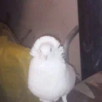 کبوتر پاپر کاکلی