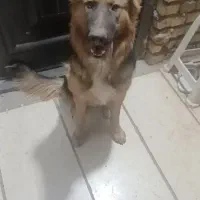 سگ ژرمن شپرد