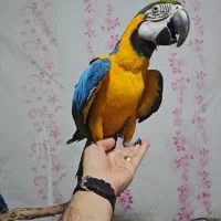 طوطی فرشی لوکس|پرنده|تبریز, |دیوار