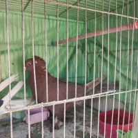 جفت کبوتر راعبی|پرنده|اصفهان, مسجد مصلی|دیوار