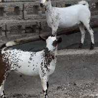 جفت های خاص و بزرگ