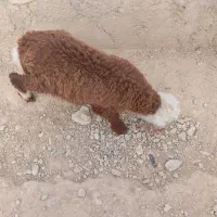 بره شیری|حیوانات مزرعه|کوه چنار, |دیوار