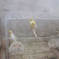 چند  عروس|پرنده|کاشان, دروازه فین|دیوار