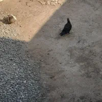 پرنده دارم دوستان عزیز