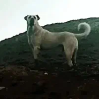 سگ سرابی