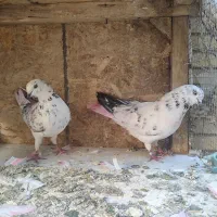کبوتر پرشی(گرو)|پرنده|شاهین‌شهر, شهرک گلدیس|دیوار