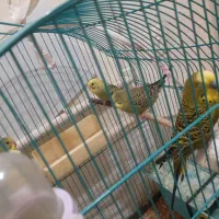 مرغ .عشق.. جوان|پرنده|تبریز, |دیوار