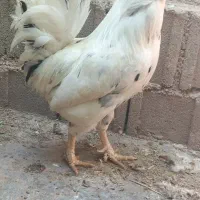 فروش تعدادی خروس گلین لری|حیوانات مزرعه|شیراز, شهرک گلستان|دیوار
