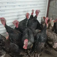 بوقلمون محلی خروس کبابی