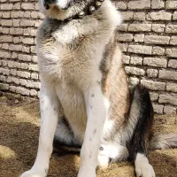 سگ قهدرجونی