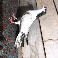 مفلق کاکلی شیویدی سه پری