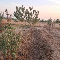 خدمات باغبانی|خدمات باغبانی و درختکاری|محمدشهر, محمدشهر|دیوار