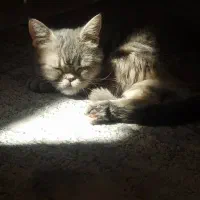 گربه اسکاتیش بریتیش|گربه|ابریشم, |دیوار