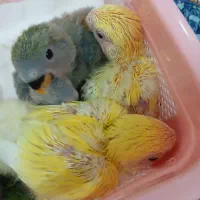 جوجه طوطی برزیلی از نسل سخنگو سرلاکی