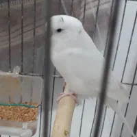 نرالبینو|پرنده|فردیس, شهرک ارم|دیوار