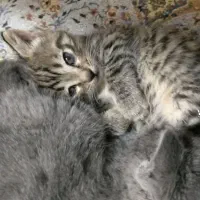 واگذاری بچه گربه و یک گربه تاکسیدو|گربه|ارومیه, |دیوار