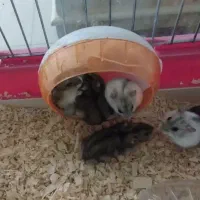 همستر سنجابی|موش و خرگوش|مسجد سلیمان, |دیوار