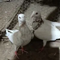 فروش یه جفت کبوتر