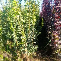 نژاد برتر تخصص ماست|گل و گیاه طبیعی|یاسوج, |دیوار