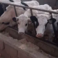 گوساله نر ۲۵۰|حیوانات مزرعه|شال, |دیوار