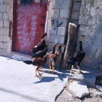 خروس لاری اصیل میدان دار