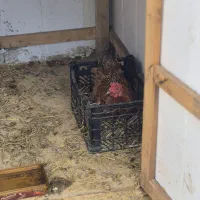 ۱۵ عدد مرغ تخم گزارش فروشی