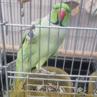 طوطی ملنگو نر سخنگو|پرنده|خمینی‌شهر, |دیوار