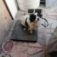 سگ پاکوتاه تربیت شده فروشی