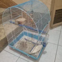 قفس عروس هلندی