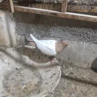 صید سینه زرد ساده زرد افشون دار