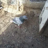 کفتر غریب|پرنده|اردبیل, |دیوار