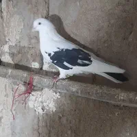 کبوتر|پرنده|اردبیل, |دیوار