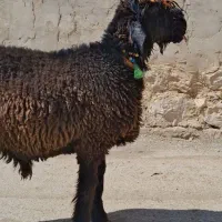 بره قوچی میش بز بیگ گاو|حیوانات مزرعه|شهرکرد, |دیوار