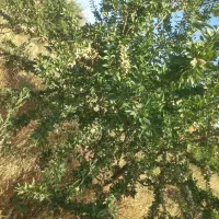 نهال بادام دیر گل شاهرودی|خدمات باغبانی و درختکاری|مرودشت, نقش رستم|دیوار