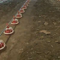 کود مرغ گوشتی مستقیم از سالن مرغداری|خدمات باغبانی و درختکاری|رفسنجان, |دیوار