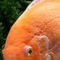 ۲عدد. اسکارپرتقالی ۱۷سانتی|ماهی|زابل, |دیوار