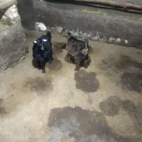 بزغاله ماده|حیوانات مزرعه|دهگلان, |دیوار