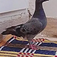 جوانه نر